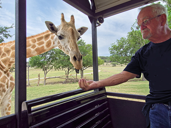 Man feeding giraffe Man feeding giraffe